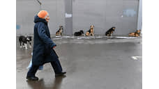 Второй раз за год в Кызыле проводят массовый отлов бродячих собак