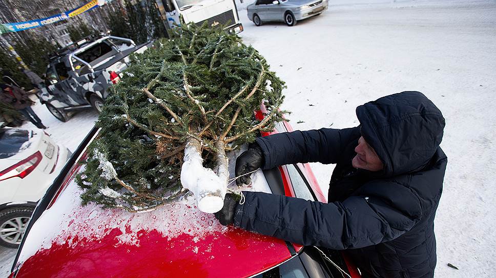 Житель новосибирского Академгородка купил елку к Новому году