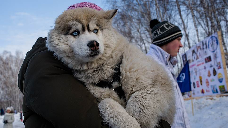 Кто на ком едет — большой вопрос