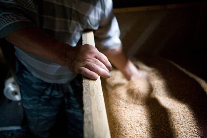 Василий Очеретько, житель села Белое, проверяет зерно в собственном сарае. Карасукский район, Новосибирская область