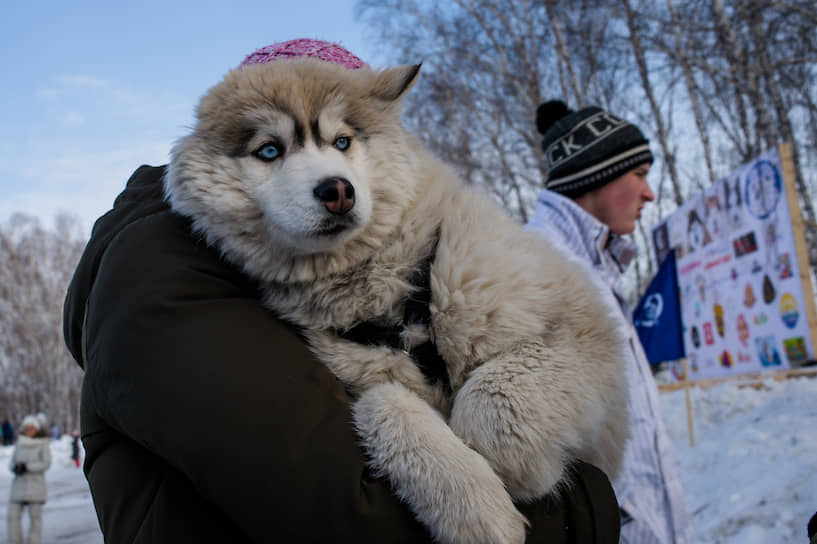 Фестиваль ездовых собак и культуры народов Севера «Хаски-фест» в Новосибирской области