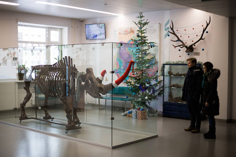 Новогодние украшения на скелете доисторического носорога в музее геолого-геофизического факультета Новосибирского госуниверситета (НГУ)
