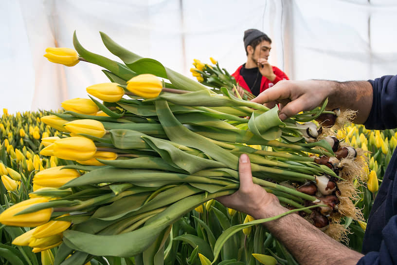 Тепличное хозяйство «АЛЕКСиЯ». Сбор тюльпанов в преддверии праздника 8 марта