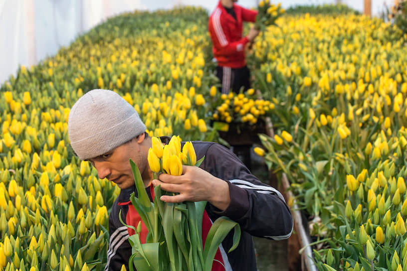 Работник во время сбора урожая желтых тюльпанов