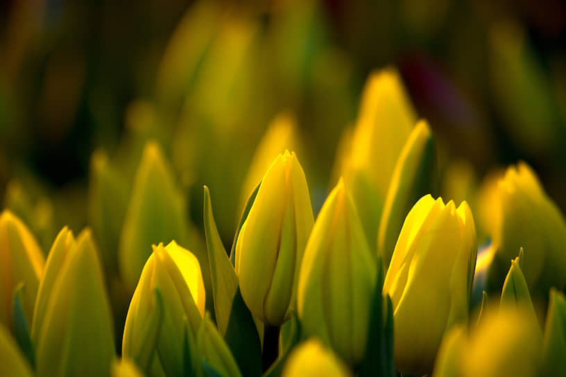 Желтые тюльпаны в свете фитоламп тепличного хозяйства «АЛЕКСиЯ»