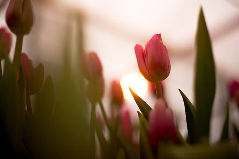 Розовые тюльпаны в свете фитоламп