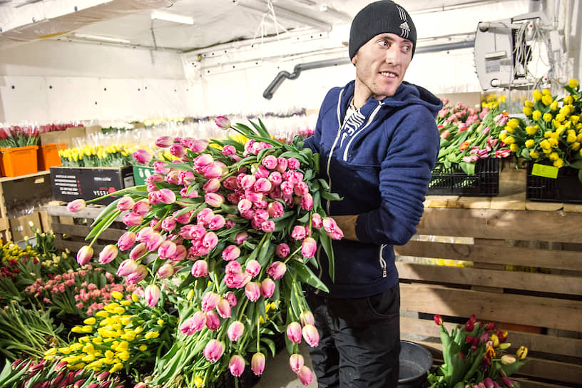 Работник теплицы со срезанными тюльпанами в холодильнике для хранения готовых цветов