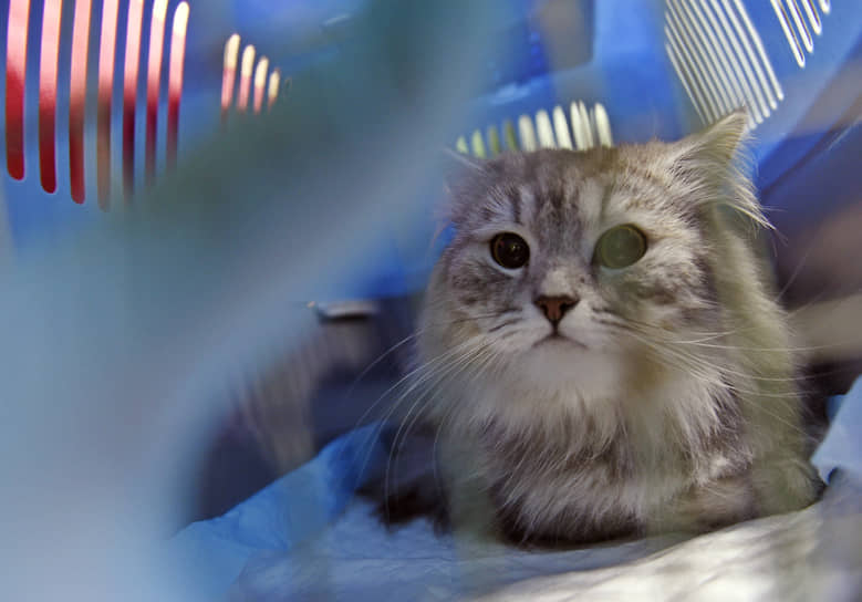 Кот на осмотре в муниципальной ветеринарной клинике «Обская городская ветеринарная клиника»