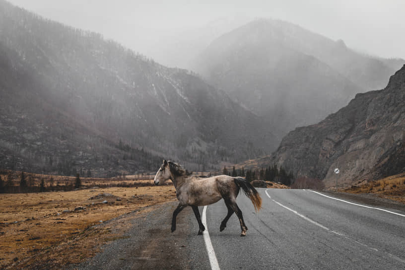 Виды Республики Алтай. Дикая лошадь перебегает автомобильную дорогу М-52 «Чуйский тракт» на фоне туманных гор