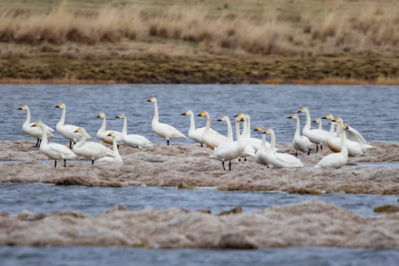 Лебеди на озере Улуг-Коль, Республика Хакасия