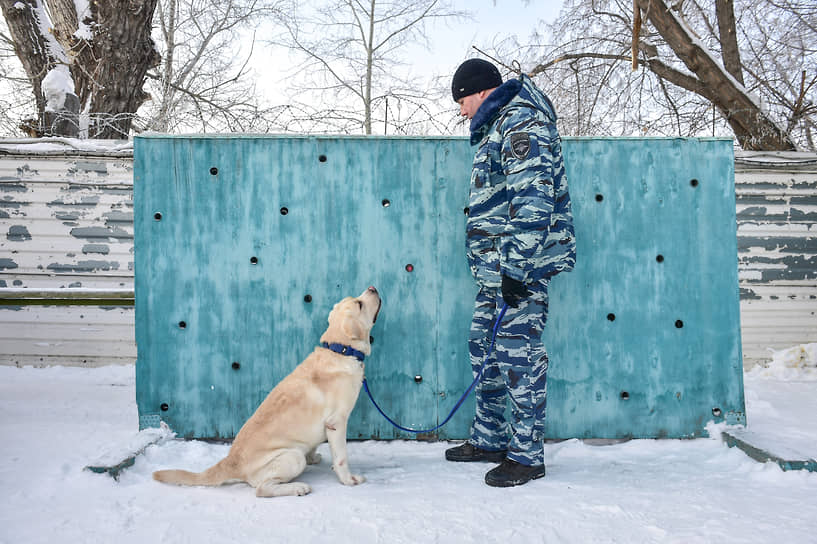 На фото: Сотрудник кинологической службы во время тренировки собаки по поиску взрывчатых веществ. Несмотря на технические достижения, служебно-розыскные собаки остаются незаменимы в повседневной деятельности транспортных полицейских