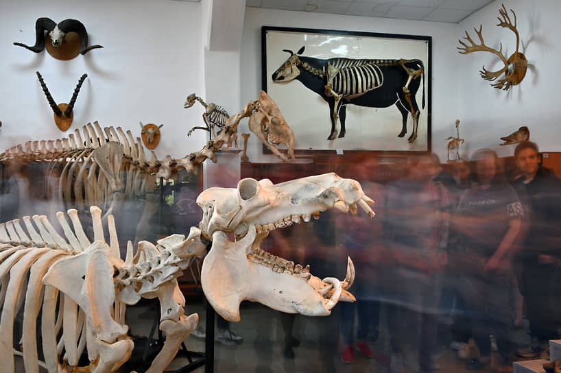 Выставка в анатомическом музее при Институте ветеринарной медицины в Омске