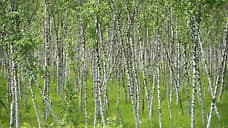 Лес попутал