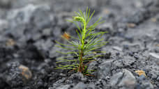 «Кузбассразрезуголь» в 1,5 раза увеличил площадь рекультивированных земель