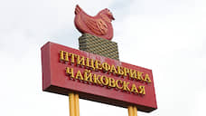 Птицефабрика «Чайковская» планирует инвестировать в развитие производства более 350 млн руб.