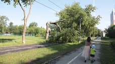 В Перми во время грозы было сломано 64 дерева