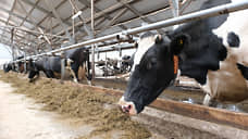 Переработчики молока в Пермском крае смогут получить субсидии