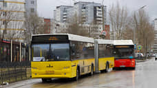 В Перми могут запустить автобусы-гармошки на шести направлениях