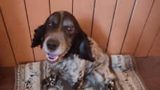 В Перми нашли собаку с запиской от неизлечимо больной хозяйки