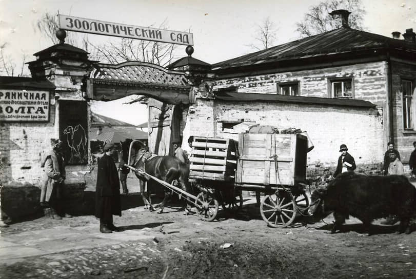 В 1931 году площадь зоосада была увеличена до 1,6 га — музею передали прочие «архиерейские дома», включая Спасо-Преображенский кафедральный собор, а также закрытое к тому моменту кладбище и сад «Металлист». &lt;br>На фото: поступление новых животных в пермский зверинец, 1928 год&lt;br>&lt;br>   