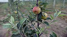 Комбикормовый завод ставит на яблони
