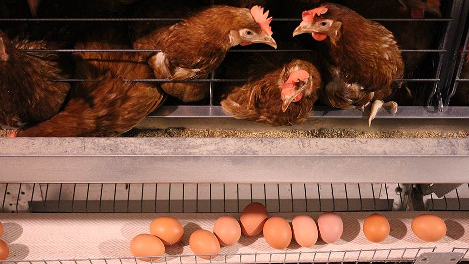 На фабрике «Роскар» надеются, что продукты переработки яиц будут покупать не только в России, но и в Западной Европе, в частности в Германии. Месяц назад компания получила необходимый для этого еврономер