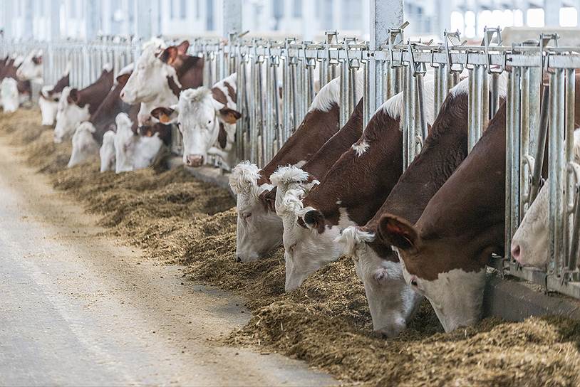 Сыропригодного молока на российском рынке мало, поэтому группа «Кабош» решила заняться расширением поголовья скота