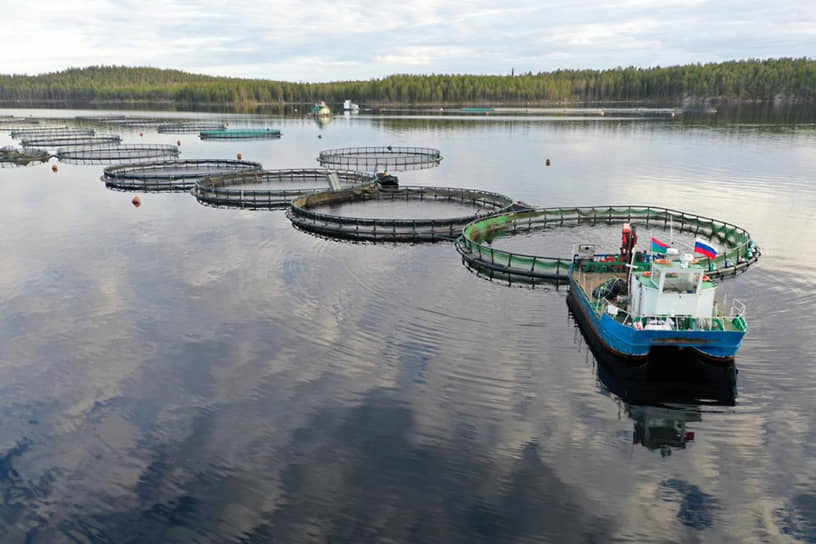 Текущая геополитическая ситуация создает существенные риски для развития аквакультуры лосося: местные производители полностью зависят от поставок норвежского посадочного материала, который может попасть под санкции