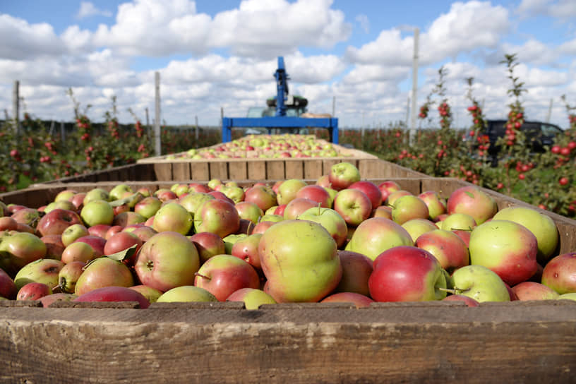 На рынке сейчас в основном представлен сидр из яблочного концентрата, тогда как традиционной продукции, которая производится раз в год из натурального сырья, практически нет