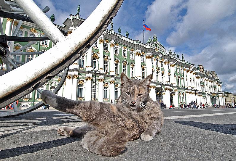 Кошки в санкт петербурге