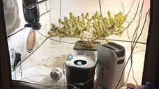 В кингисеппской квартире нашли полкилограмма марихуаны и плантацию конопли