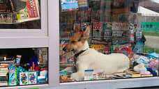 Петербуржцы просят ЗакС полностью разрешить вход в магазины с собаками