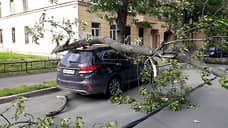 В Смольном насчитали почти полтысячи поваленных штормом деревьев в Петербурге