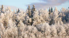 Фигурантов дела о многомиллионном мошенничестве с лесом в ЛО отправили под стражу