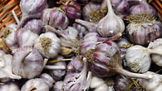 Почти 30 тонн чеснока не попало в Петербург из-за мухи-горбатки