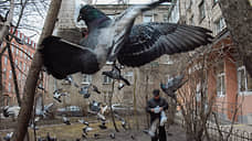 Петербургские депутаты могут ввести ответственность за кормление голубей