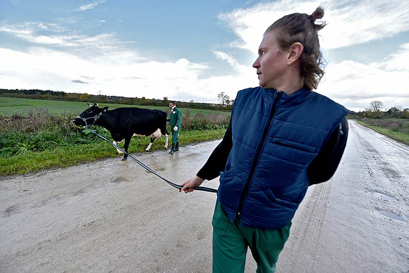 Сентябрь 2016. Сотрудники фермерского хозяйства ведут корову на ферму после выпаса
