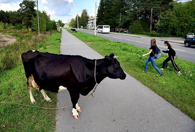 Коровы пасутся в центре поселка Парголово на улице 1 мая