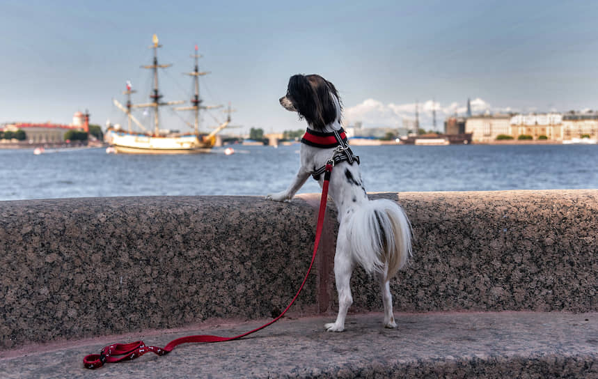 Собака породы китайская хохлатая на набережной во время репетиции парада на День ВМФ