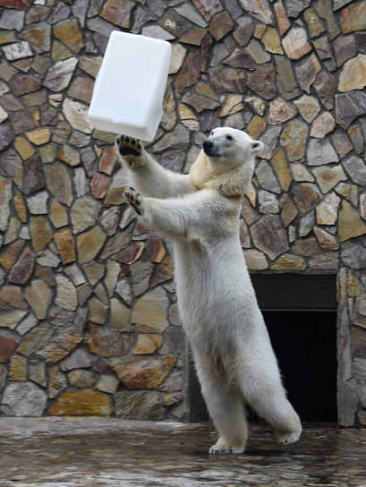 Белый медведь в вольере Ленинградского зоопарка