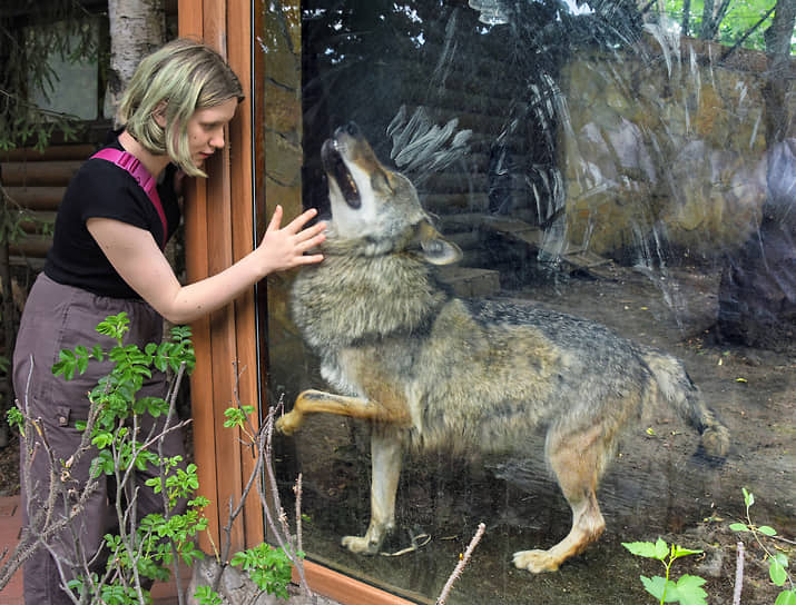 Девушка у вольера с волком в Ленинградском зоопарке