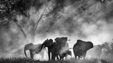 Искатели отправились за африканским Моби Диком