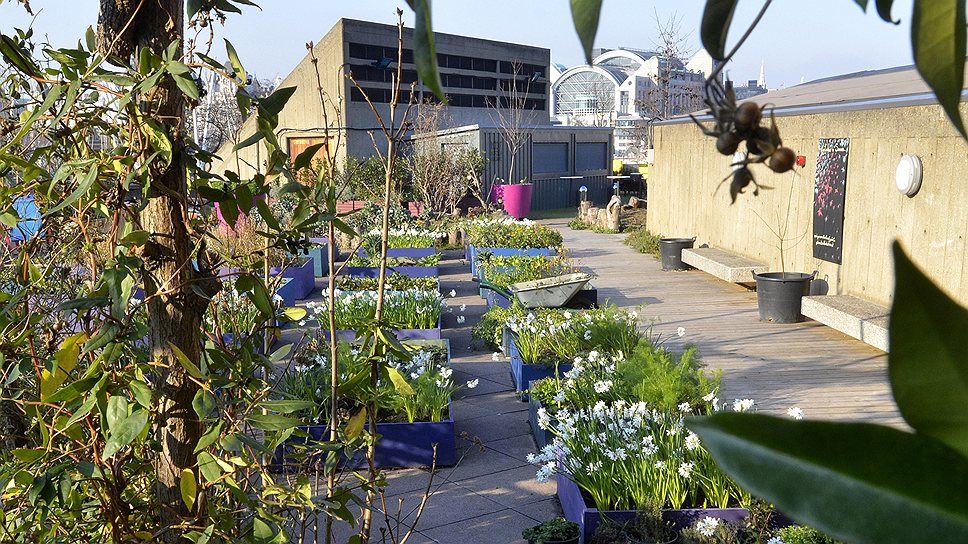 В Лондоне озеленяют крыши уже более 40 лет, выращивая под небом туманного Альбиона множество растений