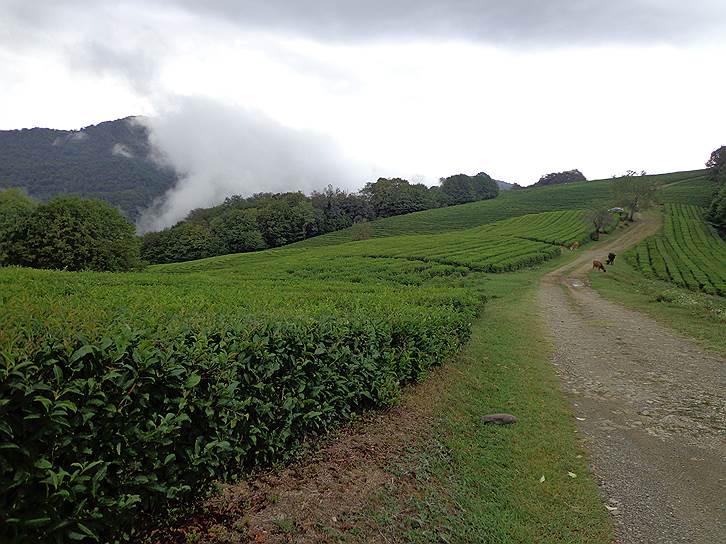 Самые северные в мире чайные плантации в Мацесте сегодня постепенно возрождаются