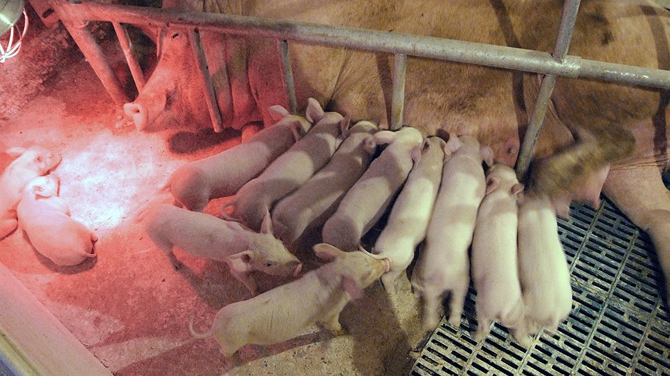 На господдержку смогут рассчитывать только крупные производители свинины

