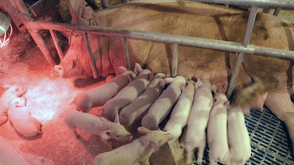 Эксперты считают более перспективным не производство свинины, а ее переработку.