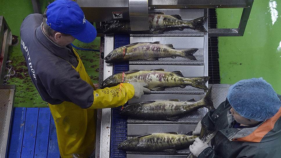 На рыбоперерабатывающие предприятия, как правило, не стоит очередь соискателей вакансий 