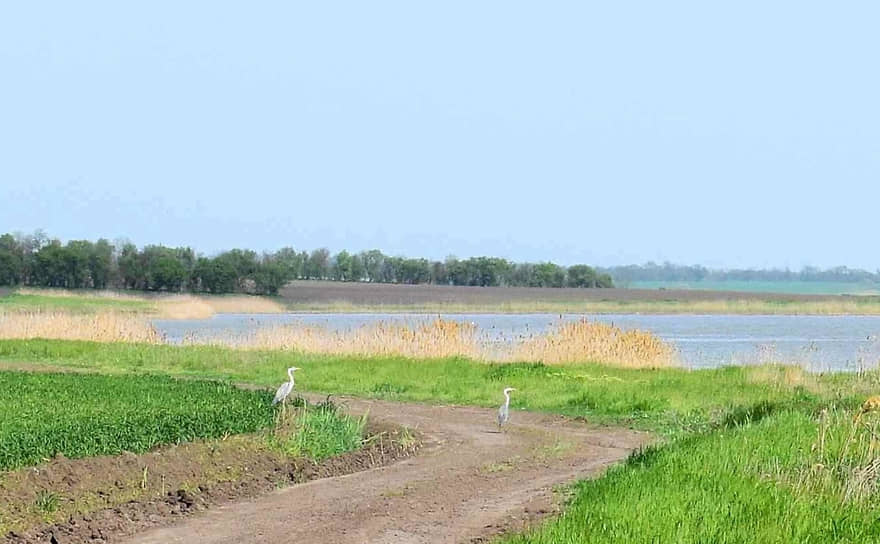 Озеро Птичье важно как место зимовки и остановки в период миграции редких видов птиц