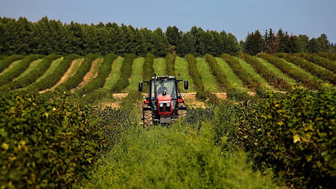 «Беларусы» заглядывают в сад // Минский тракторный завод откроет на Кубани производство техники для садов и виноградников