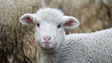 Овцеводов поддержат генофондом
